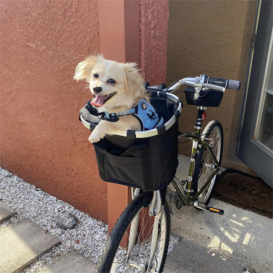 panier vélo avec chien